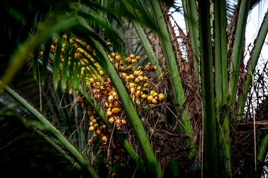 Batana palm fruit growing in La Mosquitia, Honduras